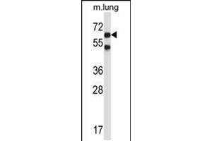 Western blot analysis in mouse lung tissue lysates (35ug/lane). (Nemo-Like Kinase antibody  (C-Term))