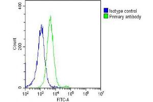 Overlay histogram showing Hela cells stained with (ABIN6242281 and ABIN6578680) (green line). (DNM2 antibody  (AA 213-247))