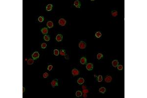 Immunofluorescence Analysis of Jurkat cells labeling CD3e with CD3e Mouse Monoclonal Antibody (RIV9) followed by Goat anti-Mouse IgG-CF488 (Green). (CD3 epsilon antibody)