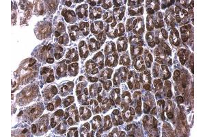 IHC-P Image ALDH6A1 antibody detects ALDH6A1 protein at cytosol on mouse stomach by immunohistochemical analysis. (ALDH6A1 antibody)