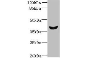 Western blot All lanes: Dlk2 antibody at 5 μg/mL + Mouse kidney tissue Secondary Goat polyclonal to rabbit IgG at 1/10000 dilution Predicted band size: 41, 46, 45 kDa Observed band size: 41 kDa (DLK2 antibody  (AA 27-305))