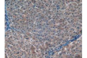 IHC-P analysis of Human Liver Tissue, with DAB staining. (APOC1 antibody  (AA 31-83))