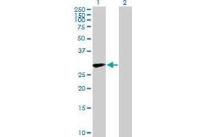 Western Blot analysis of CD83 expression in transfected 293T cell line by CD83 MaxPab polyclonal antibody. (CD83 antibody  (AA 1-205))