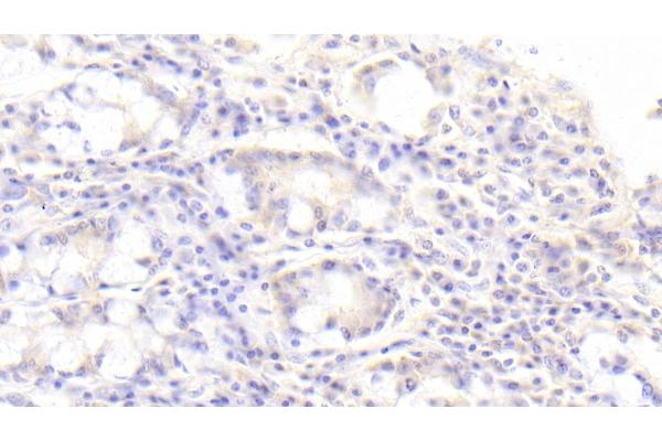 SGPL1 antibody  (AA 239-493)