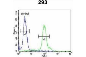 Flow cytometric analysis of 293 cells using KLC2 Antibody (C-Term) Cat. (KLC2 antibody  (C-Term))