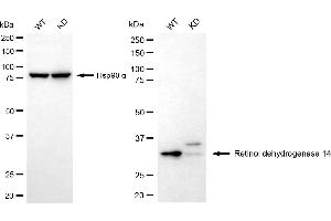 Western blotting analysis using retinol dehydrogenase 14 antibody (ABIN7800192). (RDH14 antibody)