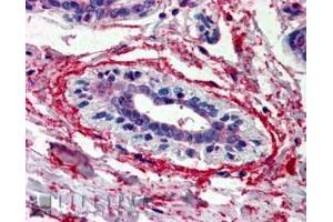 ABIN185634 (3. (WNT3 antibody  (Internal Region))