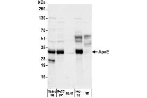 Western Blotting (WB) image for anti-Apolipoprotein E (APOE) antibody (Biotin) (ABIN7449331)