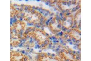 #VALUE! (HSPE1 antibody  (AA 2-102))