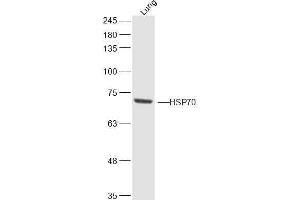 Mouse lung lysates probed with HSP70 1A/1B Polyclonal Antibody, Unconjugated  at 1:300 dilution and 4˚C overnight incubation. (HSP70 1A/ 1B (AA 500-600) antibody)