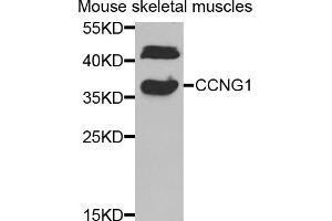 Western blot analysis of extracts of mouse skeletal muscle, using CCNG1 antibody.