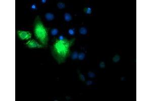 Anti-CYB5R3 mouse monoclonal antibody (ABIN2453833) immunofluorescent staining of COS7 cells transiently transfected by pCMV6-ENTRY CYB5R3 (RC201592). (CYB5R3 antibody)