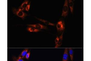 Immunofluorescence analysis of NIH/3T3 cells using ADORA2A Polyclonal Antibody at dilution of 1:100. (Adenosine A2a Receptor antibody)