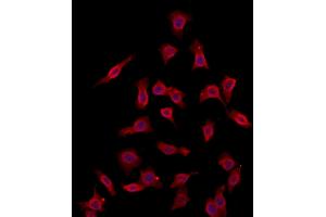 ABIN6260812 and ABIN6273100 staining HepG2 by IF/ICC.