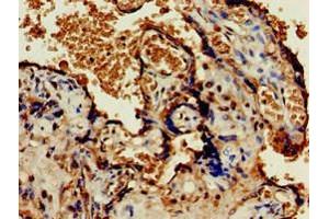 Immunohistochemistry of paraffin-embedded human placenta tissue using ABIN7162155 at dilution of 1:100 (OLFML3 antibody  (AA 201-406))