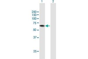 Western Blot analysis of USH1C expression in transfected 293T cell line by USH1C MaxPab polyclonal antibody. (USH1C antibody  (AA 1-533))