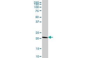 COPS8 MaxPab polyclonal antibody. (COPS8 antibody  (AA 1-209))