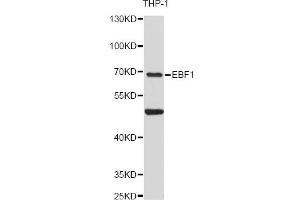 Western blot analysis of extracts of THP-1 cells, using EBF1 antibody (ABIN6292051) at 1:3000 dilution. (EBF1 antibody)