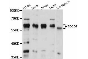 Western blot analysis of extracts of various cell lines, using PDCD7 antibody (ABIN5998476) at 1/1000 dilution.