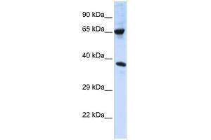 C6ORF134 antibody used at 1 ug/ml to detect target protein.