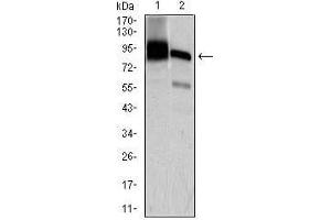 Western blot analysis using HNRNPU mouse mAb against K562 (1) and Jurkat (2) cell lysate.