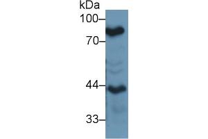 Western Blot; Sample: Mouse Lung lysate; Primary Ab: 1µg/ml Rabbit Anti-Mouse LTF Antibody Second Ab: 0. (Lactoferrin antibody  (AA 550-707))
