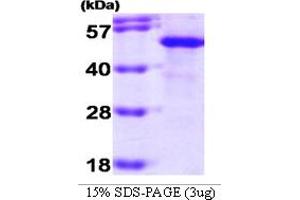 SDS-PAGE (SDS) image for Suppression of Tumorigenicity 13 (ST13) (AA 1-369) protein (ABIN666731) (HSC70 Interacting Protein HIP Protein (AA 1-369))