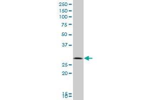 PEF1 antibody  (AA 1-284)