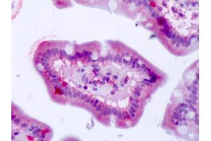 Anti-BEST4 antibody IHC of human small intestine. (Bestrophin 4 antibody  (Internal Region))