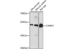 Western blot analysis of extracts of various cell lines, using CAMKV Rabbit pAb (ABIN7266051) at 1:1000 dilution. (CAMKV antibody  (AA 1-285))