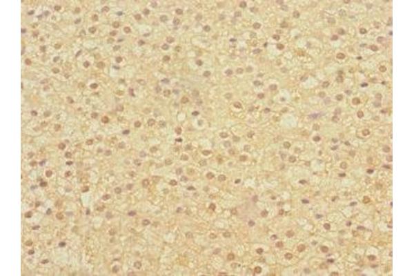 HERV-FRD Provirus Ancestral Env Polyprotein (Herv-frd) (AA 16-250) antibody