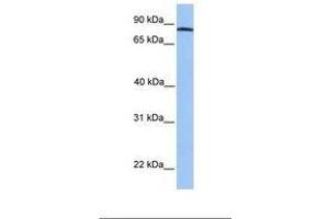 ADAM7 antibody  (C-Term)