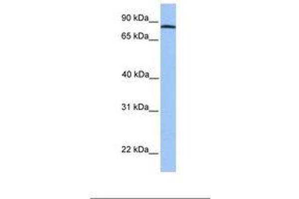 ADAM7 antibody  (C-Term)