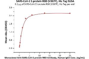 Immobilized SARS-CoV-2 S protein RBD (V367F), His Tag (ABIN6952630) at 2 μg/mL (100 μL/well) can bind Monoclonal Anti-SARS-CoV-S protein RBD Antibody, Human IgG1 with a linear range of 0. (SARS-CoV-2 Spike S1 Protein (RBD, V367F) (His tag))