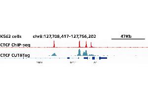 CUT&Tag was performed using the CUT&TagAssayKit(pAG-Tn5)forIllumina (RK20265) from 105 K562 cells with 2 ug CTCF Rabbit mAb,along with a Goat Anti-Rabbit IgG(H+L). (CTCF antibody)
