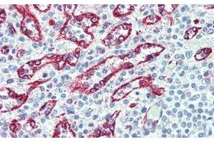 Detection of dLL4 in Human Spleen Tissue using Polyclonal Antibody to Delta Like Protein 4 (dLL4) (DLL4 antibody  (AA 215-331))