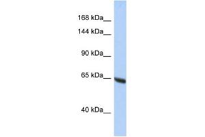 Western Blotting (WB) image for anti-Chromosome 14 Open Reading Frame 49 (C14orf49) (N-Term) antibody (ABIN2785211) (Nesprin3 antibody  (N-Term))