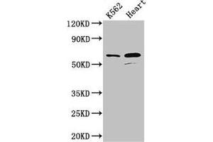 Western Blot Positive WB detected in: K562 whole cell lysate, Mouse heart tissue All lanes: ATP5F1A antibody at 2. (ATP5F1A (AA 59-257) antibody)