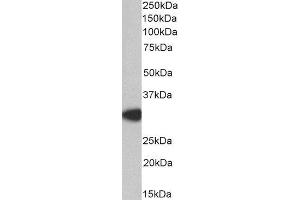 ABIN2563994 staining (0. (MYD88 antibody  (Internal Region))