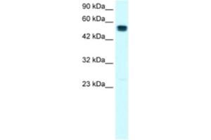 Western Blotting (WB) image for anti-SRY (Sex Determining Region Y)-Box 10 (SOX10) antibody (ABIN2460693) (SOX10 antibody)
