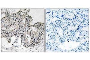 Immunohistochemistry (IHC) image for anti-Peroxisomal Biogenesis Factor 2 (PEX2) (N-Term) antibody (ABIN1851796) (PEX2 antibody  (N-Term))