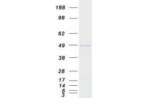 Validation with Western Blot (PRMT8 Protein (Myc-DYKDDDDK Tag))