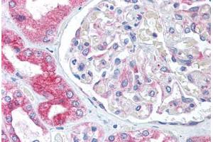 Human Kidney (formalin-fixed, paraffin-embedded) stained with BCAP31 antibody ABIN305717 at 5 ug/ml followed by biotinylated goat anti-rabbit IgG secondary antibody ABIN481713, alkaline phosphatase-streptavidin and chromogen. (BCAP31 antibody  (Internal Region))