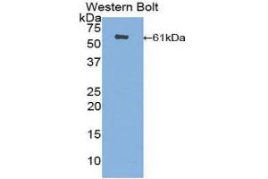 Western Blotting (WB) image for anti-CUB and Zona Pellucida-Like Domains 1 (CUZD1) (AA 218-479) antibody (ABIN1858570) (CUZD1 antibody  (AA 218-479))