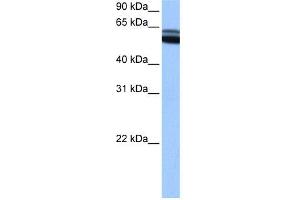 WB Suggested Anti-RARB Antibody Titration:  0. (Retinoic Acid Receptor beta antibody  (C-Term))
