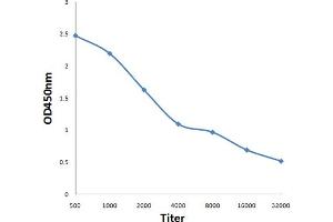 Antigen: 0. (CA12 antibody  (AA 241-340))