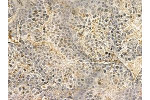 PTPMT1 Mouse Monoclonal Antibody at 1/100 staining mouse testis tissue by IHC-P.
