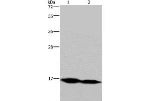 Western Blot analysis of Mouse skeletal muscle and Human hepatocellular carcinoma tissue using NDUFA13 Polyclonal Antibody at dilution of 1:350 (NDUFA13 antibody)