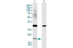 Western Blot analysis of CREM expression in transfected 293T cell line by CREM MaxPab polyclonal antibody. (CREM antibody  (AA 1-137))