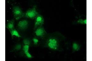 Immunofluorescence (IF) image for anti-Sepiapterin Reductase (SPR) antibody (ABIN1501112) (SPR antibody)